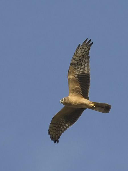 Niittysuohaukka, Montagu's Harrier, Circus pygargus